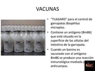 VACUNAS
• "TickGARD" para el control de
garrapatas Boophilus
microplus.
• Contiene un antígeno (Bm86)
que está situado en la
superficie de las células del
intestino de la garrapata.
• Cuando un bovino es
vacunado con el antígeno
Bm86 se produce una reacción
inmunológica mediada por
anticuerpos.
 