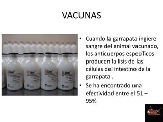VACUNAS
• Cuando la garrapata ingiere
sangre del animal vacunado,
los anticuerpos específicos
producen la lisis de las
células del intestino de la
garrapata .
• Se ha encontrado una
efectividad entre el 51 –
95%
 