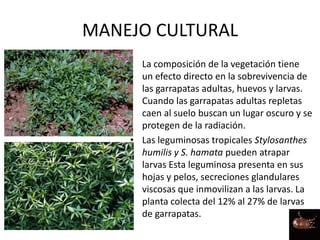 MANEJO CULTURAL
• La composición de la vegetación tiene
un efecto directo en la sobrevivencia de
las garrapatas adultas, huevos y larvas.
Cuando las garrapatas adultas repletas
caen al suelo buscan un lugar oscuro y se
protegen de la radiación.
• Las leguminosas tropicales Stylosanthes
humilis y S. hamata pueden atrapar
larvas Esta leguminosa presenta en sus
hojas y pelos, secreciones glandulares
viscosas que inmovilizan a las larvas. La
planta colecta del 12% al 27% de larvas
de garrapatas.
 