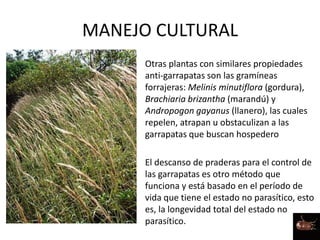 MANEJO CULTURAL
• Otras plantas con similares propiedades
anti-garrapatas son las gramíneas
forrajeras: Melinis minutiflora (gordura),
Brachiaria brizantha (marandú) y
Andropogon gayanus (llanero), las cuales
repelen, atrapan u obstaculizan a las
garrapatas que buscan hospedero
• El descanso de praderas para el control de
las garrapatas es otro método que
funciona y está basado en el período de
vida que tiene el estado no parasítico, esto
es, la longevidad total del estado no
parasítico.
 
