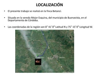 LOCALIZACIÓN
• El presente trabajo se realizó en la finca Betancí.
• Situada en la vereda Mejor Esquina, del municipio de Buenavista, en el
Departamento de Córdoba.
• Las coordenadas de la región son 8° 41′ 0″ Latitud N y 75° 15′ 0″ Longitud W.
 