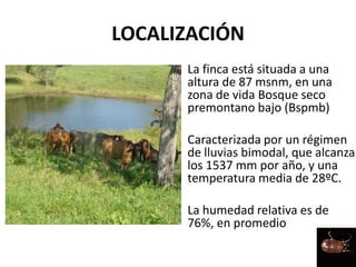 LOCALIZACIÓN
• La finca está situada a una
altura de 87 msnm, en una
zona de vida Bosque seco
premontano bajo (Bspmb)
• Caracterizada por un régimen
de lluvias bimodal, que alcanza
los 1537 mm por año, y una
temperatura media de 28ºC.
• La humedad relativa es de
76%, en promedio
 