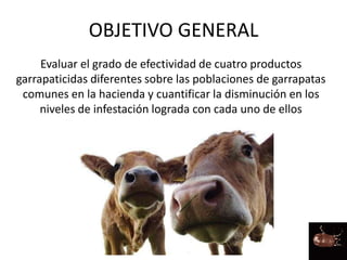 OBJETIVO GENERAL
Evaluar el grado de efectividad de cuatro productos
garrapaticidas diferentes sobre las poblaciones de garrapatas
comunes en la hacienda y cuantificar la disminución en los
niveles de infestación lograda con cada uno de ellos
 