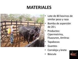 MATERIALES
• Lote de 80 bovinos de
similar peso y raza
• Bomba de aspersión
de 20 L
• Productos:
Cipermetrina,
Fluazuron, Amitraz
• Tapabocas
• Guantes
• Corraleja y brete
• Báscula
 