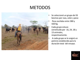 METODOS
• Se seleccionó un grupo de 93
bovinos por raza, color y peso
• Peso oscilaba entre 380 y
420 Kg.
• Cada grupo estuvo
constituido por 16, 24, 18 y
13 animales,
respectivamente.
• A cada grupo se le asignó un
potrero establecido para la
duración total del ensayo.
 