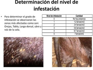 Determinación del nivel de
infestación
• Para determinar el grado de
infestación se observaron las
zonas más afectadas como son:
Orejas, Tabla, Largo dorsal, ubre y
raíz de la cola.
Nivel de infestación Cantidad
0 No hay presencia
1 1-2 larvas/cm2
2 3-4 larvas/cm2
3 5-6 larvas/cm2
4 6-7 larvas/cm2
5 7 larvas/cm2
 