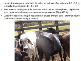 • La condición corporal promedio de todos los animales fluctuó entre 2.5 y 3.0 en
la escala de calificación de 1.0 a 5.0.
• Para intentar tener grupos de animales mas o menos homogéneos, se procuró
seleccionar animales que estuvieran en un peso entre 380 y 420 Kg.
• Que pertenecieran a los grupos raciales o cruces Brangus 50% - Brahman rojo o
trihíbrido Brahman x Angus x Criollo.
 