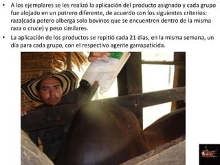 • A los ejemplares se les realizó la aplicación del producto asignado y cada grupo
fue alojado en un potrero diferente, de acuerdo con los siguientes criterios:
raza(cada potero alberga solo bovinos que se encuentren dentro de la misma
raza o cruce) y peso similares.
• La aplicación de los productos se repitió cada 21 días, en la misma semana, un
día para cada grupo, con el respectivo agente garrapaticida.
 