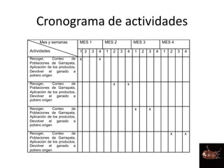 Cronograma de actividades
Mes y semanas
Actividades
MES 1 MES 2 MES 3 MES 4
1 2 3 4 1 2 3 4 1 2 3 4 1 2 3 4
Recoger, Conteo de
Poblaciones de Garrapata,
Aplicación de los productos,
Devolver el ganado a
potrero origen
x x
Recoger, Conteo de
Poblaciones de Garrapata,
Aplicación de los productos,
Devolver el ganado a
potrero origen
x x
Recoger, Conteo de
Poblaciones de Garrapata,
Aplicación de los productos,
Devolver el ganado a
potrero origen
x x
Recoger, Conteo de
Poblaciones de Garrapata,
Aplicación de los productos,
Devolver el ganado a
potrero origen
x x
 