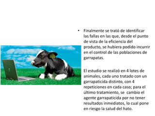• Finalmente se trató de identificar
las fallas en las que, desde el punto
de vista de la eficiencia del
producto, se hubiera podido incurrir
en el control de las poblaciones de
garrapatas.
• El estudio se realizó en 4 lotes de
animales, cada uno tratado con un
garrapaticida distinto, con 4
repeticiones en cada caso; para el
último tratamiento, se cambio el
agente garrapaticida por no tener
resultados inmediatos, lo cual pone
en riesgo la salud del hato.
 