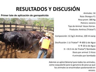 RESULTADOS Y DISCUSIÓN
Animales: 16
Raza: Brangus F1
Peso prom: 380 Kg
Potrero: Janeiro
Tipo de Animal: Vacas Horras.
Producto: Amitraz (Triatox®)
Composición: 12.5g/L Amitraz, 100 ml excip
Dosificación: 1 Lt Triatox®  600 Lt de Agua
X  20 Lt de Agua
X = 33.3 mL de Triatox®/ Bombada
Dosis por animal: 5 litros
4 animales por bombada
Además se aplicó Belamyl para todos los animales,
como coayudante para la ganancia de peso ya que
los animales se encontraban pastoreando en
verano.
Primer lote de aplicación de garrapaticida
 