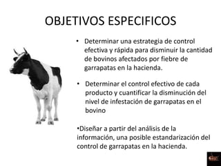 OBJETIVOS ESPECIFICOS
• Determinar una estrategia de control
efectiva y rápida para disminuir la cantidad
de bovinos afectados por fiebre de
garrapatas en la hacienda.
• Determinar el control efectivo de cada
producto y cuantificar la disminución del
nivel de infestación de garrapatas en el
bovino
•Diseñar a partir del análisis de la
información, una posible estandarización del
control de garrapatas en la hacienda.
 