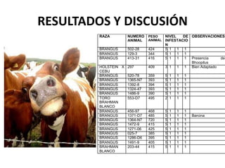 RESULTADOS Y DISCUSIÓN
RAZA NUMERO
ANIMAL
PESO
ANIMAL
NIVEL DE
INFESTACIO
N
OBSERVACIONES
BRANGUS 502-28 424 5 1 1 1
BRANGUS 129-3 344 5 1 1 1
BRANGUS 413-31 416 5 1 1 1 Presencia de
Bhoopilus
HOLSTEIN X
CEBU
297 409 3 1 1 1 Bien Adaptado
BRANGUS 520-78 359 5 1 1 1
BRANGUS 1365-N7 393 5 1 1 1
BRANGUS 1392-8 394 5 1 1 1
BRANGUS 1324-47 393 5 1 1 1
BRANGUS 1486-9 390 5 1 1 1
TORO
BRAHMAN
BLANCO
553-D7 495 2 1 1 1
BRANGUS 456-97 468 5 1 1 1
BRANGUS 1371-D7 485 5 1 1 1 Barcina
BRANGUS 1364-N7 720 5 1 1 1
BRANGUS 1472-9 415 5 1 1 1
BRANGUS 1271-06 425 5 1 1 1
BRANGUS 025-7 385 5 1 1 1
BRANGUS 1286-D6 395 5 1 1 1
BRANGUS 1491-9 405 5 1 1 1
BRAHMAN
BLANCO
203-44 415 5 1 1 1
 