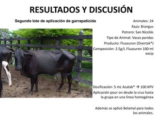 RESULTADOS Y DISCUSIÓN
Animales: 24
Raza: Brangus
Potrero: San Nicolás
Tipo de Animal: Vacas paridas
Producto: Fluazuron (Overtak®)
Composición: 2.5g/L Fluazuron 100 ml
excip
Dosificación: 5 mL Acatak®  100 KPV
Aplicación pour on desde la cruz hasta
la grupa en una línea homogénea
Además se aplicó Belamyl para todos
los animales.
Segundo lote de aplicación de garrapaticida
 