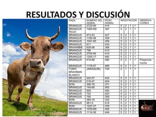 RESULTADOS Y DISCUSIÓNRAZA NUMERO DEL
ANIMAL
PESO
ANIMAL
INFESTACION OBSERVA
CIONES
BRANGUS 2722-94 414 5 2 1 1
BRANGUS
ROJO
1069-N9 397 5 2 1 1
BRANGUS 973-53 427 5 2 1 1
BRANGUS 1185-06 309 5 2 1 1
BRANGUS 1041-95 459 5 2 1 1
BRANGUS 911 430 5 2 1 1
BRAWNBIE 628-98 384 5 2 1 1
BRANGUS 796 413 5 2 1 1
BRANGUS 2704-94 410 5 2 1 1
BRANGUS 1205-17 460 5 2 1 1
BRANGUS 616-88 480 5 2 1 1 Presencia
nuche
BRANGUS 1178-07 489 5 2 1 1
TORO
BRAHMAN
BLANCO
JARAQUIEL 744 2 1 1 1
BRANGUS 022-57 422 5 2 1 1
BRANGUS 016-47 404 5 2 1 1
BON 366-78 371 5 2 1 1
BRANGUS 144-66 400 5 2 1 1
BRANGUS 926 400 5 2 1 1
BRANGUS 742 423 5 2 1 1
BRANGUS 790 359 5 2 1 1
BON 383-18 332 3 2 1 1
BRANGUS 981-5 419 5 2 1 1
BON 1247-37 376 3 2 1 1
BRANGUS 1076-N5 400 5 2 1 1
BRANGUS 1114-36 444 5 2 1 1
 