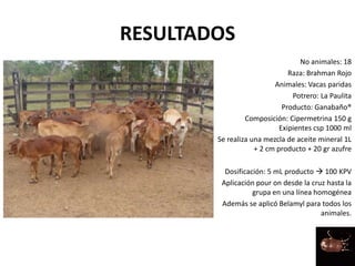 RESULTADOS
No animales: 18
Raza: Brahman Rojo
Animales: Vacas paridas
Potrero: La Paulita
Producto: Ganabaño®
Composición: Cipermetrina 150 g
Exipientes csp 1000 ml
Se realiza una mezcla de aceite mineral 1L
+ 2 cm producto + 20 gr azufre
Dosificación: 5 mL producto  100 KPV
Aplicación pour on desde la cruz hasta la
grupa en una línea homogénea
Además se aplicó Belamyl para todos los
animales.
 