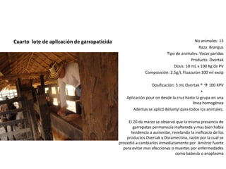 No animales: 13
Raza: Brangus
Tipo de animales: Vacas paridas
Producto. Overtak
Dosis: 10 mL x 100 Kg de PV
Composición: 2.5g/L Fluazuron 100 ml excip
Dosificación: 5 mL Overtak ®  100 KPV
•
Aplicación pour on desde la cruz hasta la grupa en una
línea homogénea
Además se aplicó Belamyl para todos los animales.
El 20 de marzo se observó que la misma presencia de
garrapatas permanecía inalterada y mas bien había
tendencia a aumentar, revelando la ineficacia de los
productos Overtak y Doramectina, razón por la cual se
procedió a cambiarlos inmediatamente por Amitraz fuerte
para evitar mas afecciones o muertes por enfermedades
como babesia o anaplasma
Cuarto lote de aplicación de garrapaticida
 