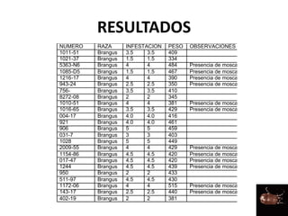 RESULTADOS
NUMERO RAZA INFESTACION PESO OBSERVACIONES
1011-51 Brangus 3.5 3.5 409
1021-37 Brangus 1.5 1.5 334
5363-N6 Brangus 4 4 484 Presencia de mosca
1085-D5 Brangus 1.5 1.5 467 Presencia de mosca
1216-17 Brangus 4 4 390 Presencia de mosca
943-24 Brangus 2.5 2.5 350 Presencia de mosca
756- Brangus 3.5 3.5 410
8272-08 Brangus 2 2 345
1010-51 Brangus 4 4 381 Presencia de mosca
1016-65 Brangus 3.5 3.5 429 Presencia de mosca
004-17 Brangus 4.0 4.0 416
921 Brangus 4.0 4.0 461
906 Brangus 5 5 459
031-7 Brangus 3 3 403
1028 Brangus 5 5 449
2009-55 Brangus 4 4 429 Presencia de mosca
1154-86 Brangus 4.5 4.5 420 Presencia de mosca
017-47 Brangus 4.5 4.5 420 Presencia de mosca
1244 Brangus 4.5 4.5 439 Presencia de mosca
950 Brangus 2 2 433
511-97 Brangus 4.5 4.5 430
1172-06 Brangus 4 4 515 Presencia de mosca
143-17 Brangus 2.5 2.5 440 Presencia de mosca
402-19 Brangus 2 2 381
 