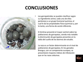 CONCLUSIONES
• Los garrapaticidas se pueden clasificar según
su ingrediente activo; cada uno de ellos
pertenece a un grupo funcional químico, el
cual le da las propiedades físico-químicas y, por
lo tanto, una forma de acción diferente.
• El Amitraz presentó el mayor control sobre las
poblaciones de garrapatas, siendo más notable
la disminución de garrapatas presentes en la
tabla del cuello de los bovinos de estudio.
• La raza es un factor determinante en el nivel de
poblaciones de garrapatas; En los ganados
Brangus, con un componente europeo, se
presentaron mayores índices de infestación
que en las razas cebuinas.
 