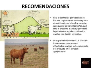 RECOMENDACIONES
• Para el control de garrapatas en la
finca se sugiere tener un cronograma
de actividades en el cual se estipule:
cada cuanto se harán los baños, cual
será el producto a aplicar, quien será
la persona encargada y cual será el
nivel de infestación permisible.
• Se sugiere también tener un stock de
implementos para prevenir
dificultades surgidas del agotamiento
del producto en el almacén
agropecuario
 