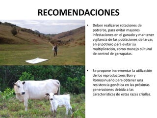 • Deben realizarse rotaciones de
potreros, para evitar mayores
infestaciones en el ganado y mantener
vigilancia de las poblaciones de larvas
en el potrero para evitar su
multiplicación, como manejo cultural
de control de garrapatas.
• Se propone incrementar la utilización
de los reproductores Bon y
Romosinuano para obtener una
resistencia genética en las próximas
generaciones debida a las
características de estas razas criollas.
RECOMENDACIONES
 