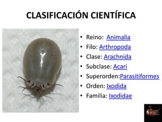 CLASIFICACIÓN CIENTÍFICA
• Reino: Animalia
• Filo: Arthropoda
• Clase: Arachnida
• Subclase: Acari
• Superorden:Parasitiformes
• Orden: Ixodida
• Familia: Ixodidae
 