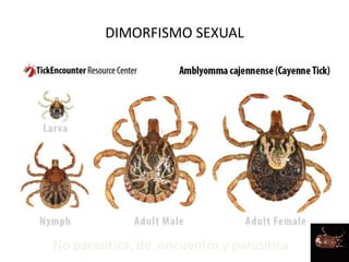 DIMORFISMO SEXUAL
No parasítica, de encuentro y parasítica
 