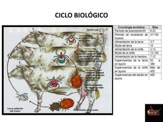 CICLO BIOLÓGICO
 