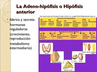 La Adeno-hipófisis o Hipófisis anterior   fabrica y secreta hormonas reguladoras (crecimiento, reproducción metabolismo intermediario) 