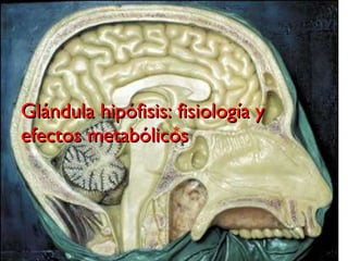 Glándula hipófisis: fisiología y efectos metabólicos  