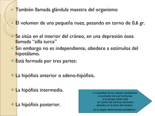 También llamada glándula maestra del organismo  El volumen de una pequeña nuez, pesando en torno de 0,6 gr.  Se sitúa en el interior del cráneo, en una depresión ósea llamada “silla turca” Sin embargo no es independiente, obedece a estímulos del hipotálamo.  Está formada por tres partes:  La hipófisis anterior o adeno-hipófisis.  La hipófisis intermedia. La hipófisis posterior. La actividad de las células hipofisiarias  y la emisión de sus hormonas  a la sangre están bajo en control de centros nerviosos  situados en la base del cerebro,  en la región denominada hipotálamo .  