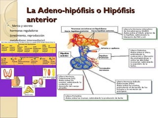 La Adeno-hipófisis o Hipófisis anterior   fabrica y secreta hormonas reguladoras (crecimiento, reproducción metabolismo intermediario) 