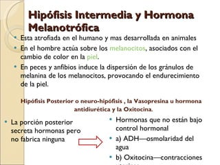 Hipófisis Intermedia y Hormona Melanotrófica   Esta atrofiada en el humano y mas desarrollada en animales  En el hombre actúa sobre los  melanocitos , asociados con el cambio de color en la  piel .  En peces y anfibios induce la dispersión de los gránulos de melanina de los melanocitos, provocando el endurecimiento de la piel.  Hipófisis Posterior o neuro-hipófisis   , la Vasopresina u hormona antidiurética y la Oxitocina .   La porción posterior secreta hormonas pero no fabrica ninguna Hormonas que no están bajo control hormonal a) ADH—osmolaridad del agua b) Oxitocina—contracciones uterinas 