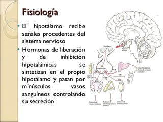 Fisiología  El hipotálamo recibe señales procedentes del sistema nervioso  Hormonas de liberación y de inhibición hipotalámicas se sintetizan en el propio hipotálamo y pasan por minúsculos vasos sanguíneos controlando su secreción  