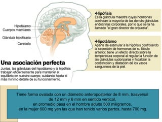 Tiene forma ovalada con un diámetro anteroposterior de 8 mm, trasversal
                 de 12 mm y 6 mm en sentido vertical,
         en promedio pesa en el hombre adulto 500 miligramos,
 en la mujer 600 mg yen las que han tenido varios partos, hasta 700 mg.
 