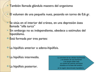   También llamada glándula maestra del organismo

   El volumen de una pequeña nuez, pesando en torno de 0,6 gr.

 Se sitúa en el interior del cráneo, en una depresión ósea
  llamada “silla turca”
 Sin embargo no es independiente, obedece a estímulos del
  hipotálamo.
 Está formada por tres partes:


 La   hipófisis anterior o adeno-hipófisis.

 La   hipófisis intermedia.              La actividad de las células hipofisiarias
                                              y la emisión de sus hormonas
                                                   a la sangre están bajo
                                              en control de centros nerviosos
                                             situados en la base del cerebro,
 La   hipófisis posterior.                en la región denominada hipotálamo.
 