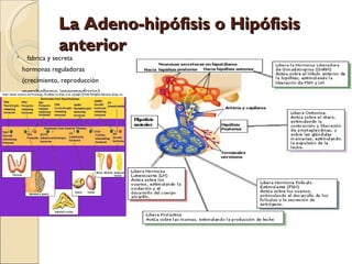 La Adeno-hipófisis o Hipófisis
                anterior
    fabrica y secreta
    hormonas reguladoras
    (crecimiento, reproducción
    metabolismo intermediario)
 