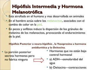 Hipófisis Intermedia y Hormona
          Melanotrófica
       Esta atrofiada en el humano y mas desarrollada en animales
       En el hombre actúa sobre los melanocitos, asociados con el
        cambio de color en la piel.
       En peces y anfibios induce la dispersión de los gránulos de
        melanina de los melanocitos, provocando el endurecimiento
        de la piel.

        Hipófisis Posterior o neuro-hipófisis , la Vasopresina u hormona
                           antidiurética y la Oxitocina.
                                         Hormonas que no están bajo
   La porción posterior
    secreta hormonas pero                  control hormonal
    no fabrica ninguna                    a) ADH—osmolaridad del
                                           agua
                                          b) Oxitocina—contracciones
 