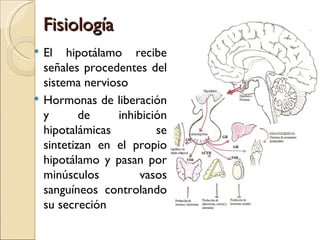 Fisiología
   El hipotálamo recibe
    señales procedentes del
    sistema nervioso
   Hormonas de liberación
    y       de    inhibición
    hipotalámicas         se
    sintetizan en el propio
    hipotálamo y pasan por
    minúsculos        vasos
    sanguíneos controlando
    su secreción
 