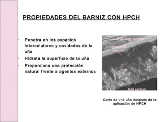 • Penetra en los espacios
intercelulares y cavidades de la
uña
• Hidrata la superficie de la uña
• Proporciona una protección
natural frente a agentes externos
HPCH Film
section
Nail section
HPCH Film surface
Corte de una uña después de la
aplicación de HPCH
PROPIEDADES DEL BARNIZ CON HPCH
PROPIEDADES DEL BARNIZ CON HPCH
 