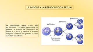 LA MEIOSIS Y LA REPRODUCCION SEXUAL
La reproducción sexual ocurre solo
en eucariotas. Durante la formación de los
gametos, el número de cromosomas se
reduce a la mitad y retornan al número
completo cuando los dos gametos se unen
durante la fecundación
 