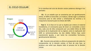 En la interfase del ciclo de división celular podemos distinguir tres
períodos:
G1.- Es un estadío que se caracteriza por ser genéticamente
activo, el ADN se transcribe y se traduce, dando lugar a proteínas
necesarias para la vida celular y sintetizando las enzimas y la
maquinaria necesaria para la síntesis del ADN.
Fase S.- Es la fase en la cual se duplica por entero el material
hereditarios, el cromosoma pasa de tener un cromatidio a tener
dos, cada uno de ellos compuesto por una doble hélice de ADN
producto de la duplicación de la original, como la replicación del
ADN es semiconservativa, las dos dobles hélices hijas serán
exactamente iguales, y por tanto los cromatidios hermanos,
genéticamente idénticos.
G2.- Durante este período se ultima la preparación de todos los
componentes de la división celular, al final de esta fase, se
produce una señal que dispara todo el proceso de la división
celular.
EL CICLO CELULAR
 