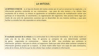LA MITOSIS O FASE M: es el tipo de división del núcleo celular por el cual se conservan los orgánulos y la
información genética contenida en sus cromosomas , que pasa de esta manera a las células hijas
resultantes de la mitosis. La mitosis es igualmente un verdadero proceso de multiplicación celular que
participa en el desarrollo, el crecimiento y la regeneración del organismo. Este proceso tiene lugar por
medio de una serie de operaciones sucesivas que se desarrollan de una manera continua, y que para
facilitar su estudio han sido separadas en varias etapas.
LA MITOSIS
El resultado esencial de la mitosis es la continuidad de la información hereditaria de la célula madre en
cada una de las dos células hijas. El genoma se compone de una determinada cantidad
de genes organizados en cromosomas , hebras de ADN muy enrolladas que contienen la
información genética vital para la célula y el organismo. Dado que cada célula debe contener completa la
información genética propia de su especie , la célula madre debe hacer una copia de cada cromosoma,
antes de la mitosis, de forma que las dos células hijas reciban completa la información.
 