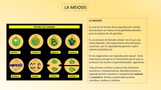 LA MEIOSIS
LA MEIOSIS
Es una de las formas de la reproducción celular.
Este proceso se realiza en las glándulas sexuales
para la producción de gametos .
Es un proceso de división celular en el cual una
célula diploide (2n) experimenta dos divisiones
sucesivas, con la capacidad de generar cuatro
cédulas haploides (n).
En los organismos con reproducción sexual tiene
importancia ya que es el mecanismo por el que se
producen los óvulos y espermatozoides (gametos).
Este proceso se lleva a cabo en dos divisiones
nucleares y citoplasmáticas, llamadas primera y
segunda división meiótica o simplemente meiosis
I y meiosis II. Ambas comprenden profase,
metafase, anafase y telofase.
 