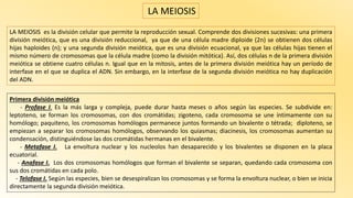LA MEIOSIS es la división celular que permite la reproducción sexual. Comprende dos divisiones sucesivas: una primera
división meiótica, que es una división reduccional, ya que de una célula madre diploide (2n) se obtienen dos células
hijas haploides (n); y una segunda división meiótica, que es una división ecuacional, ya que las células hijas tienen el
mismo número de cromosomas que la célula madre (como la división mitótica). Así, dos células n de la primera división
meiótica se obtiene cuatro células n. Igual que en la mitosis, antes de la primera división meiótica hay un período de
interfase en el que se duplica el ADN. Sin embargo, en la interfase de la segunda división meiótica no hay duplicación
del ADN.
LA MEIOSIS
Primera división meiótica
- Profase I. Es la más larga y compleja, puede durar hasta meses o años según las especies. Se subdivide en:
leptoteno, se forman los cromosomas, con dos cromátidas; zigoteno, cada cromosoma se une íntimamente con su
homólogo; paquiteno, los cromosomas homólogos permanece juntos formando un bivalente o tétrada; diploteno, se
empiezan a separar los cromosomas homólogos, observando los quiasmas; diacinesis, los cromosomas aumentan su
condensación, distinguiéndose las dos cromátidas hermanas en el bivalente.
- Metafase I. La envoltura nuclear y los nucleolos han desaparecido y los bivalentes se disponen en la placa
ecuatorial.
- Anafase I. Los dos cromosomas homólogos que forman el bivalente se separan, quedando cada cromosoma con
sus dos cromátidas en cada polo.
- Telofase I. Según las especies, bien se desespiralizan los cromosomas y se forma la envoltura nuclear, o bien se inicia
directamente la segunda división meiótica.
 
