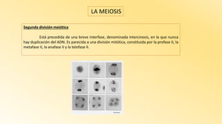 Segunda división meiótica
Está precedida de una breve interfase, denominada intercinesis, en la que nunca
hay duplicación del ADN. Es parecida a una división mitótica, constituida por la profase II, la
metafase II, la anafase II y la telofase II.
LA MEIOSIS
 