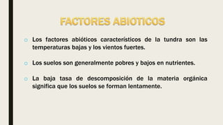 o Los factores abióticos característicos de la tundra son las
temperaturas bajas y los vientos fuertes.
o Los suelos son generalmente pobres y bajos en nutrientes.
o La baja tasa de descomposición de la materia orgánica
significa que los suelos se forman lentamente.
 