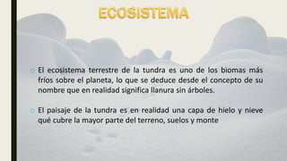 o El ecosistema terrestre de la tundra es uno de los biomas más
fríos sobre el planeta, lo que se deduce desde el concepto de su
nombre que en realidad significa llanura sin árboles.
o El paisaje de la tundra es en realidad una capa de hielo y nieve
qué cubre la mayor parte del terreno, suelos y monte
 
