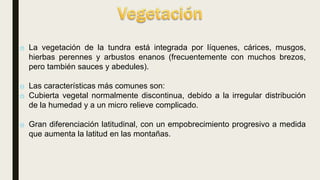 o La vegetación de la tundra está integrada por líquenes, cárices, musgos,
hierbas perennes y arbustos enanos (frecuentemente con muchos brezos,
pero también sauces y abedules).
o Las características más comunes son:
o Cubierta vegetal normalmente discontinua, debido a la irregular distribución
de la humedad y a un micro relieve complicado.
o Gran diferenciación latitudinal, con un empobrecimiento progresivo a medida
que aumenta la latitud en las montañas.
 