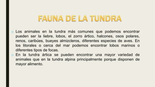 o Los animales en la tundra más comunes que podemos encontrar
pueden ser la liebre, lobos, el zorro ártico, halcones, osos polares,
renos, caribúes, bueyes almizcleros, diferentes especies de aves. En
los litorales o cerca del mar podemos encontrar lobos marinos o
diferentes tipos de focas.
o En la tundra ártica se pueden encontrar una mayor variedad de
animales que en la tundra alpina principalmente porque disponen de
mayor alimento.
 